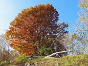 Alla Madonnina del Costone (1195 m) in veste autunnale da Salmezza-21ott24 - FOTOGALLERY